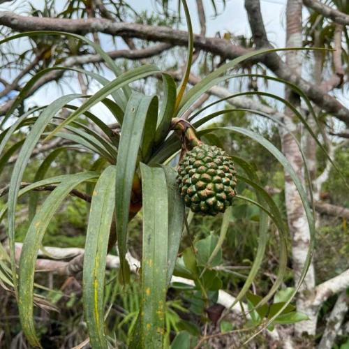 Pandanus montanus, végétation caractéristique de la Plaine-des-Palmistes © Parc national de La Réunion