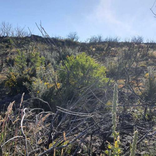 Compétition entre l'ajonc d'Europe et les espèces indigènes sur une zone incendiée au Maïdo © Janik Payet - Parc national de La Réunion