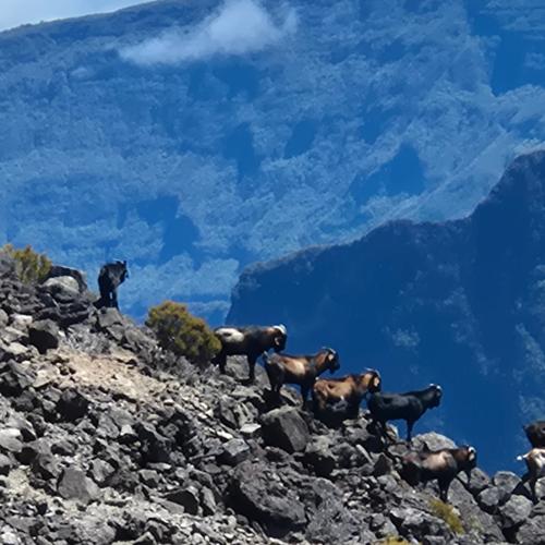 Cabris Grand Bénare