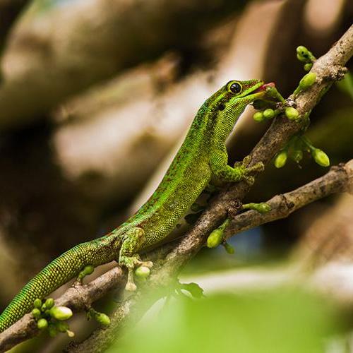 Le Gecko vert de Bourbon