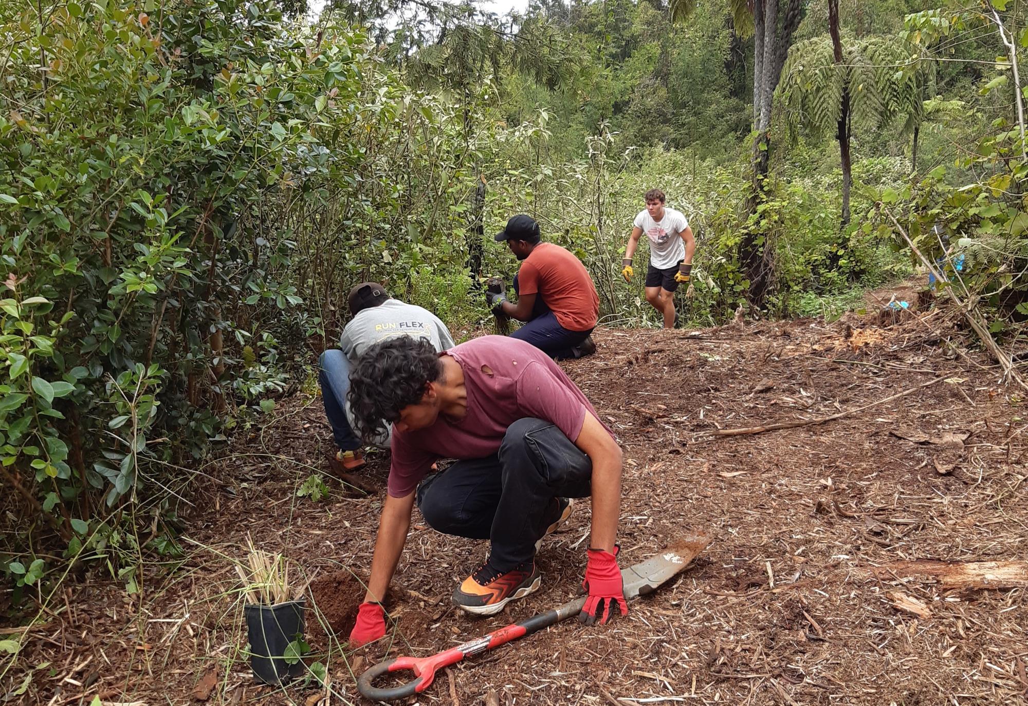 Projet plantation Reminat