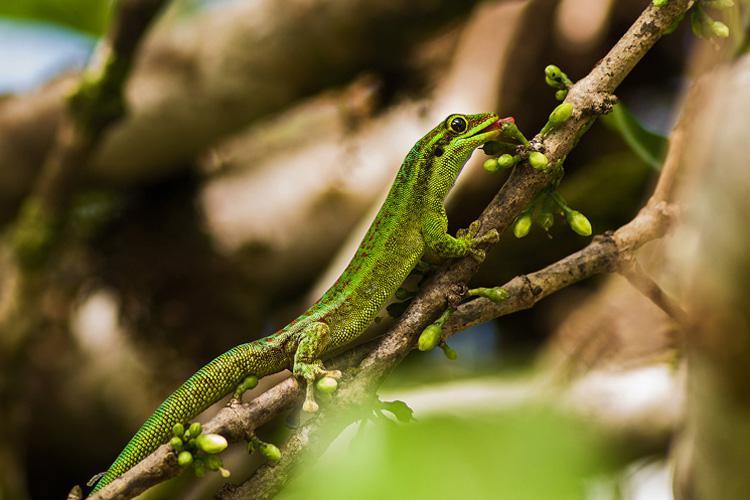 Gecko vert de Bourbon