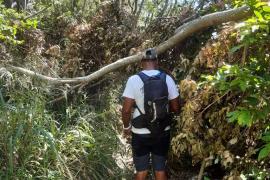 Sentier obstrué par un arbre couché - La Montagne © Parc national de La Réunion