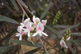 indigofera_arboretum_sbaret1.jpg