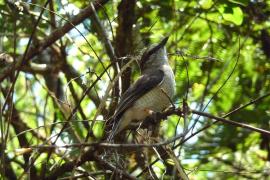 Echenilleur de La Réunion femelle baguée dans la forêt de la Roche - Ecrite