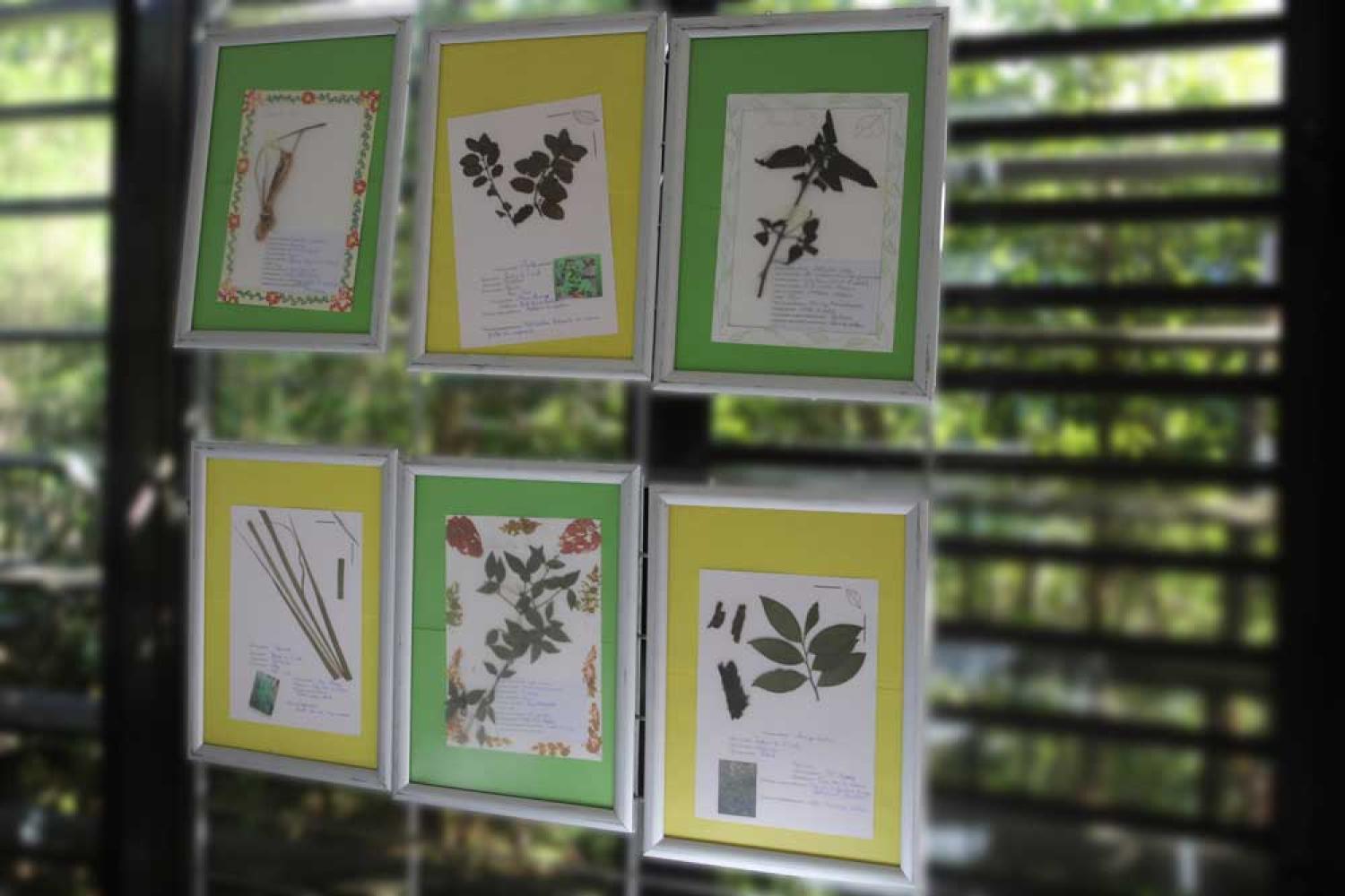 Collection d'herbiers des élèves de primaire et de collèges © Parc national de La Réunion
