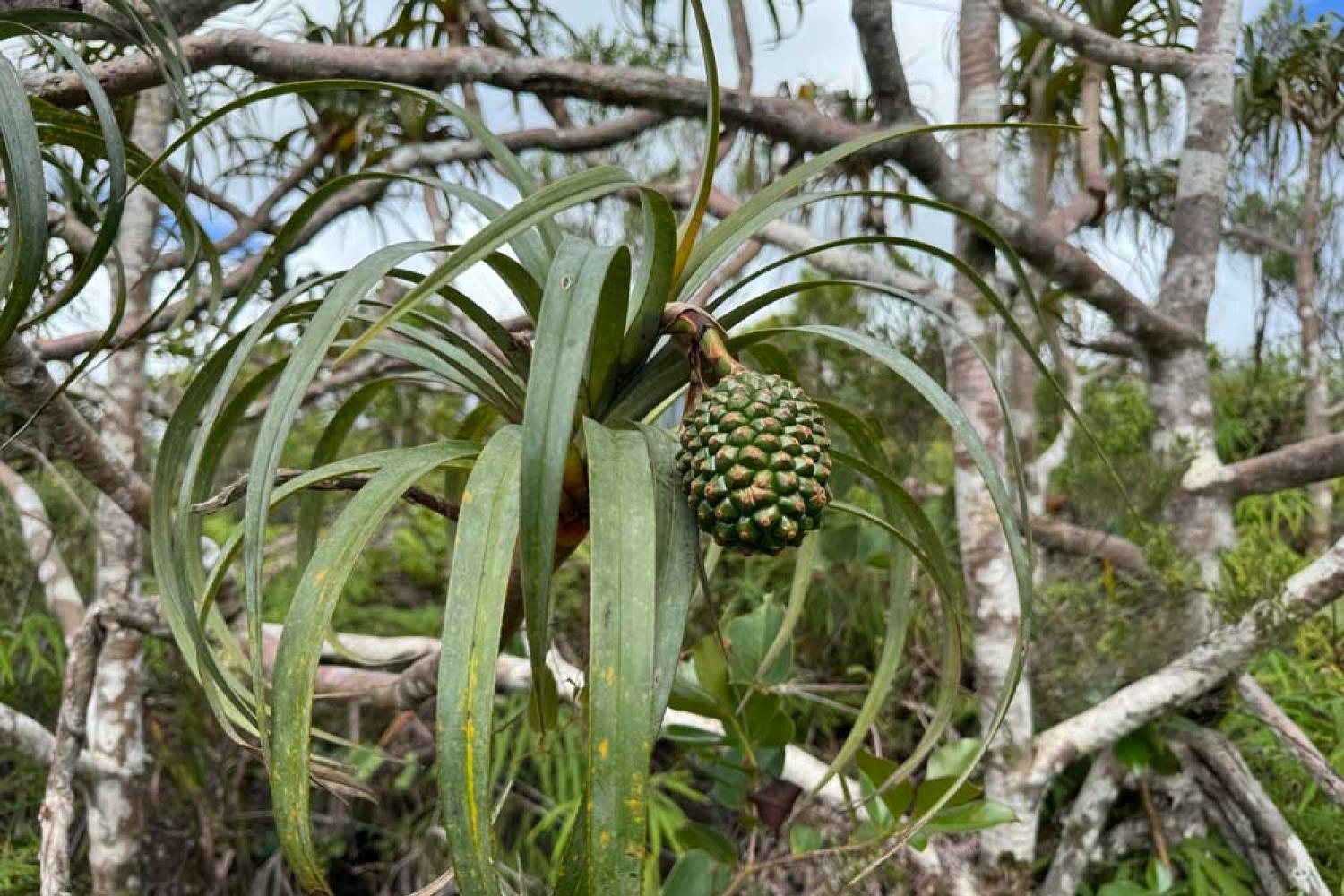 Pandanus montanus, végétation caractéristique de la Plaine-des-Palmistes © Parc national de La Réunion