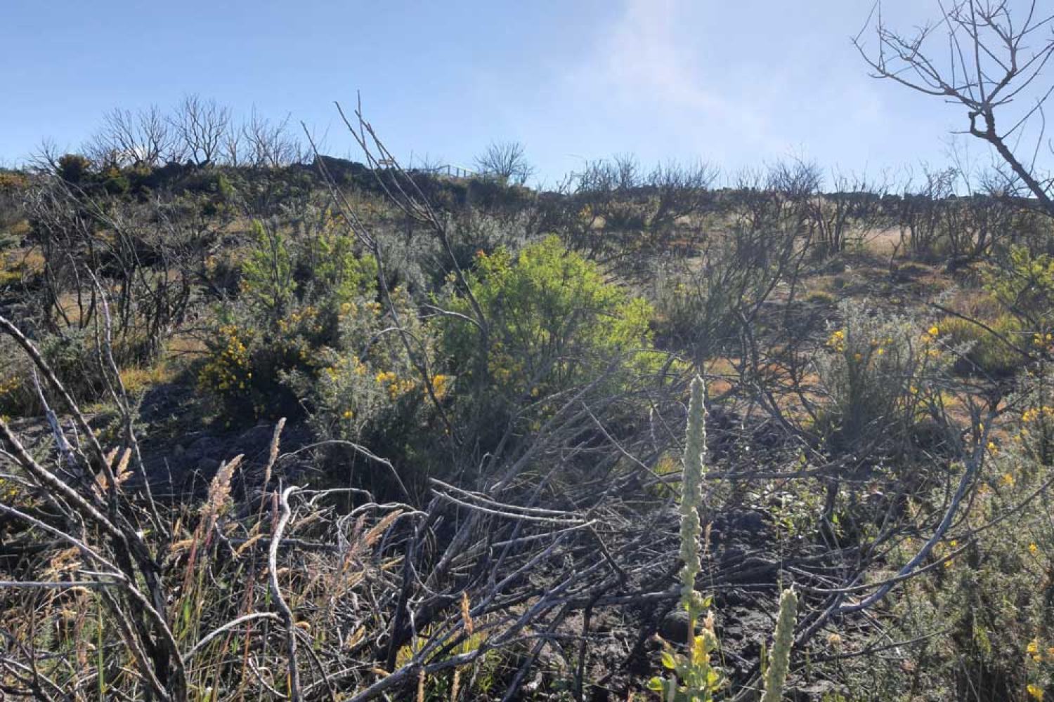 Compétition entre l'ajonc d'Europe et les espèces indigènes sur une zone incendiée au Maïdo © Janik Payet - Parc national de La Réunion