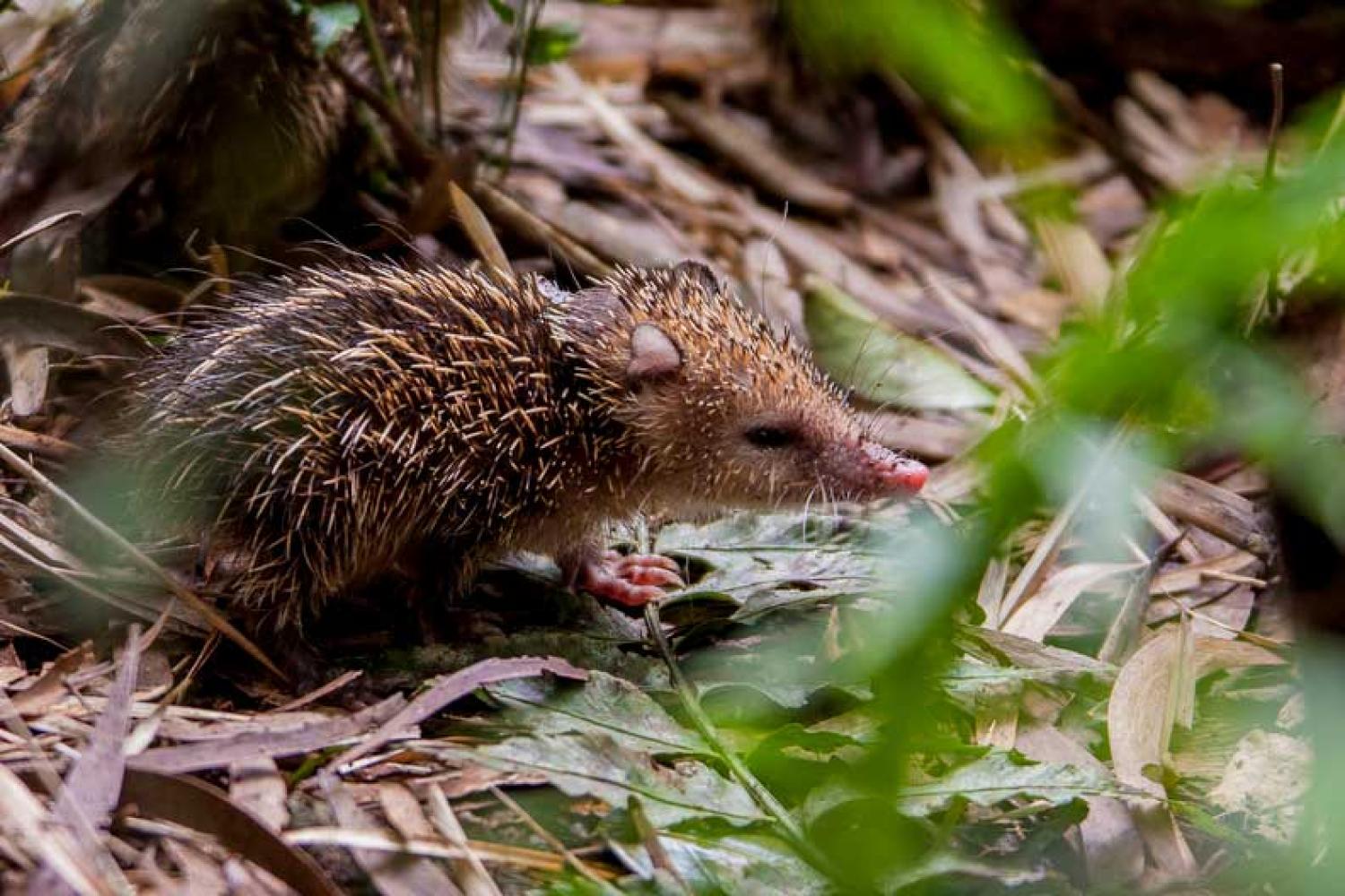 Jeune tangue © Yabalex - Parc national de La Réunion