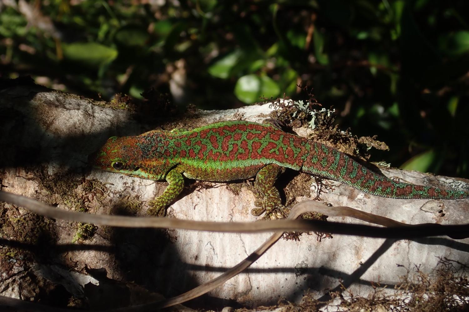 Gecko vert des Hauts, Phelsuma borbonica