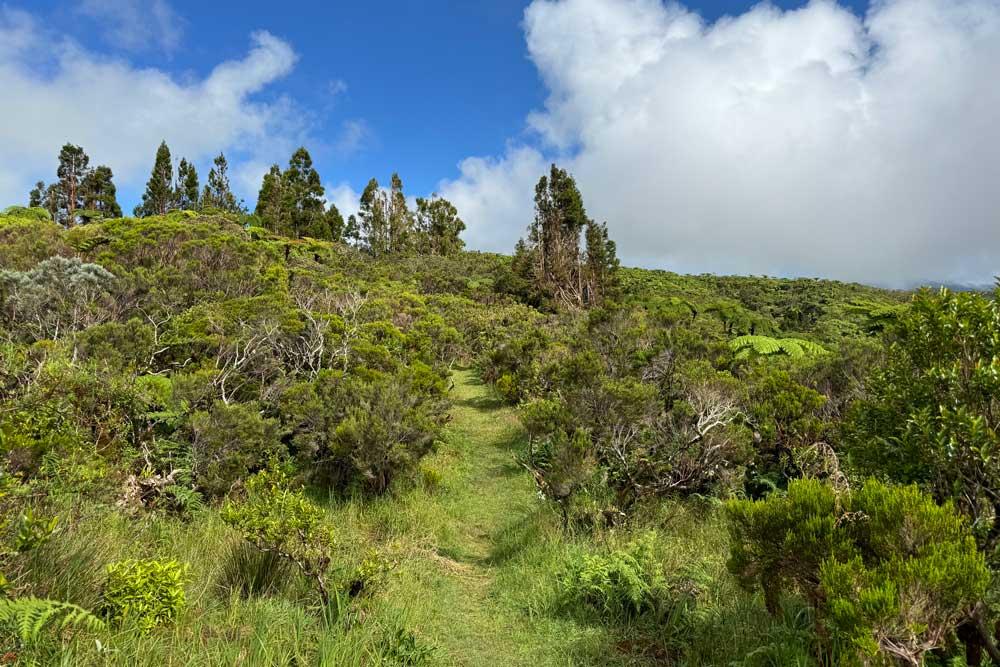 Sentier mis en valeur avec des plants d'indigènes dans le cadre d'un partenariat avec la MFR de la Plaine-des-Palmistes au Col de Bellevue 